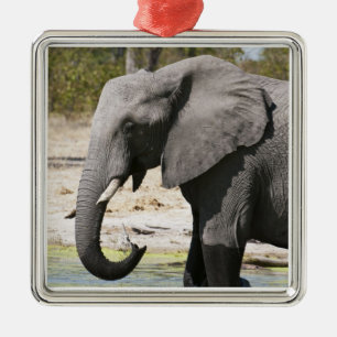 Ornement En Métal Éléphant (Loxodonta africana), Chenal Savute