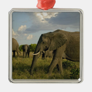 Ornement En Métal Éléphants d'Afrique paissant, Loxodonta africana,