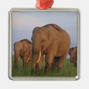 Ornement En Métal Éléphants indiens dans la prairie