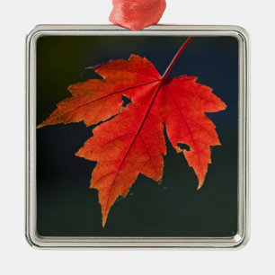 Ornement En Métal Érable rouge (Acer rubrum) feuille rouge en automn