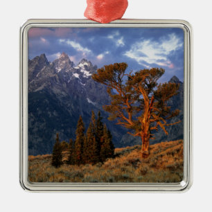 Ornement En Métal États-Unis, Wyoming, Grand Teton NP. Un cèdre soli