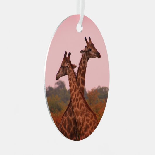 Ornement En Métal Girafe debout dans les mopani avec ciel rose (Avant droite)