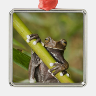 Ornement En Métal Grenouille arboricole captive de Tapichalaca Hylos