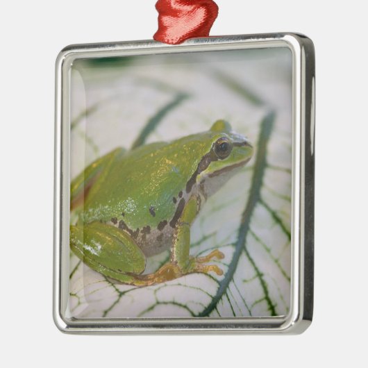 Ornement En Métal Grenouille des arbres du Pacifique sur les fleurs (Gauche)