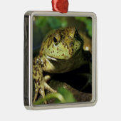 Ornement En Métal Grenouille taureau. (Droite)