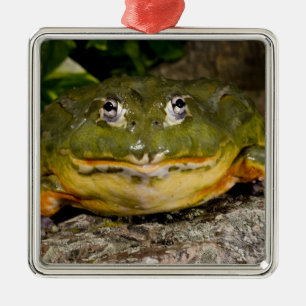 Ornement En Métal Grenouille-taureau africaine, Pyxicephalus