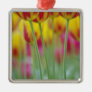 Ornement En Métal Gros plan sur le dessous de la fleur de tulipe, 3