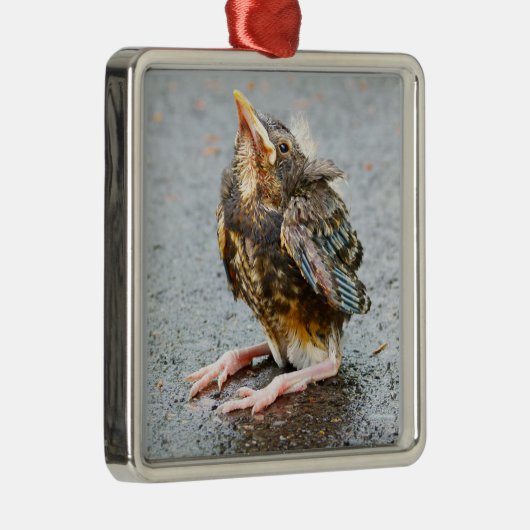 Ornement En Métal Jeune Robin À La Recherche De L'Ornement (Droite)