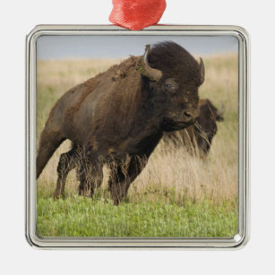 Ornement En Métal Jeune taureau de bison de Fiesty chez le Tallgrass