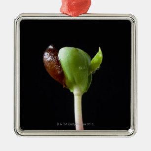 Ornement En Métal Jeunes plantes d'Apple avec la coquille de graine