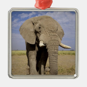 Ornement En Métal Kenya : parc national d'Amboseli, éléphant mâle