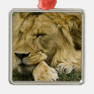 Ornement En Métal Lion d'Afrique, Panthera leo, couché endormi