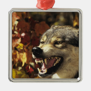 Ornement En Métal Loup (lupus de Canis) grondant, headshot, avec