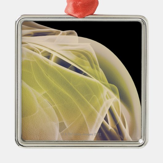 Ornement En Métal Muscles de l'épaule (Devant)