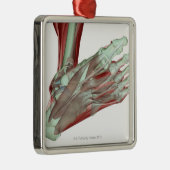 Ornement En Métal Musculoskeleton du pied 2 (Droite)