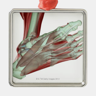Ornement En Métal Musculoskeleton du pied 2