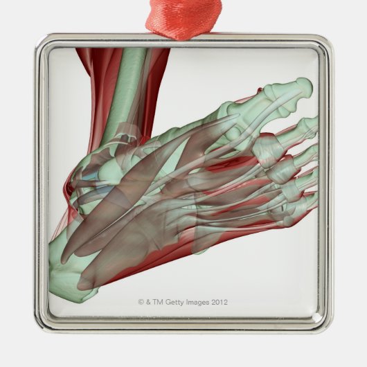 Ornement En Métal Musculoskeleton du pied 2 (Devant)