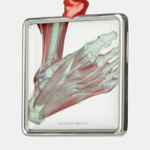 Ornement En Métal Musculoskeleton du pied 2 (Gauche)