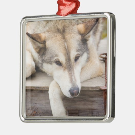 Ornement En Métal N.A., USA, Alaska. Chiens Husky (Gauche)