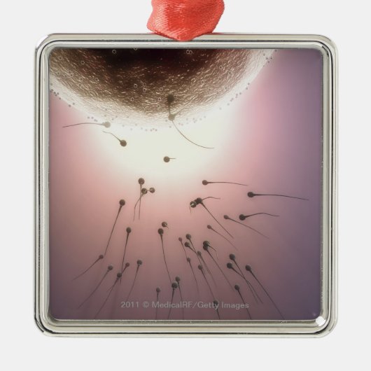 Ornement En Métal Oeuf fertilisé par le sperme (Devant)