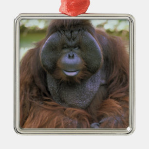 Ornement En Métal Orang-outan Pongo Pygmaeus
