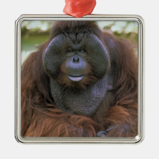 Ornement En Métal Orangoutan Pongo Pygmaeus (Devant)