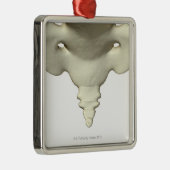 Ornement En Métal Os de l'os de queue (Droite)