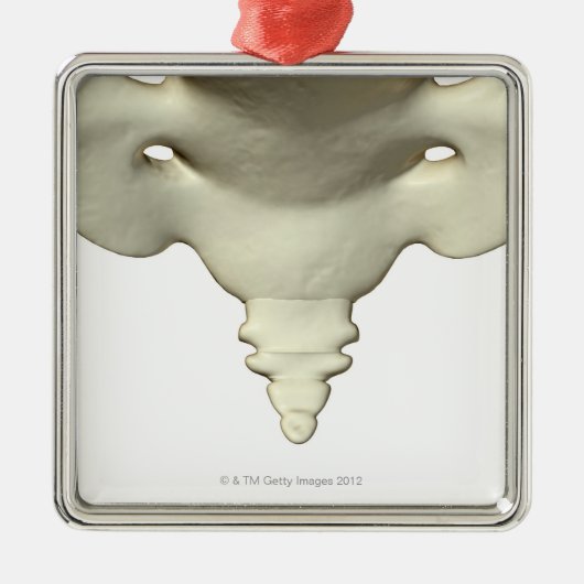 Ornement En Métal Os de l'os de queue (Devant)