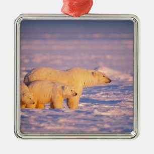 Ornement En Métal Ours polaire femelle avec des oursons de printemps