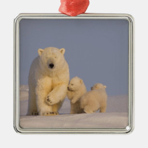 Ornement En Métal ours polaire, Ursus maritimus, truie avec nouveau-