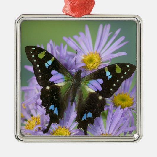 Ornement En Métal Papillon sur Violet (Devant)