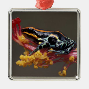 Ornement En Métal Pérou, Forêt tropicale péruvienne. Grenouille flèc