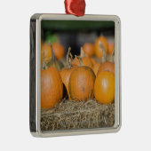 Ornement En Métal Plan rapproché des citrouilles (Droite)