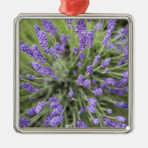 Ornement En Métal Plantes de lavande