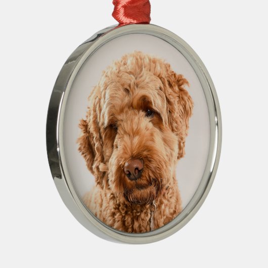 Ornement En Métal Portrait de Goldendoodle Studio (Droite)
