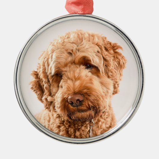 Ornement En Métal Portrait de Goldendoodle Studio (Devant)