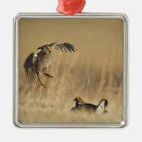Poulets de prairie masculins aux leks dans le