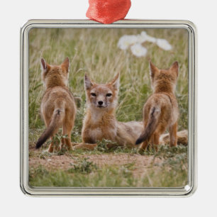 Ornement En Métal Renard swift (Vulpes velox) femelle avec des jeune