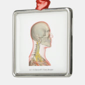 Ornement En Métal Rendu des nerfs du cou (Gauche)