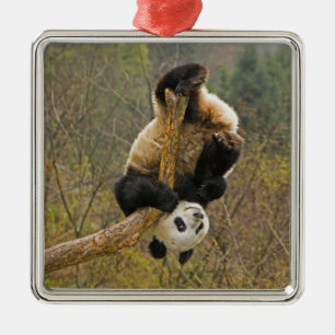 Ornement En Métal Réserve de pandas de Wolong, Chine, 2 ans 1/2