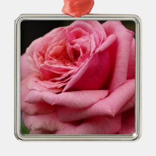 Ornement En Métal Rose rose I Jolie photo florale