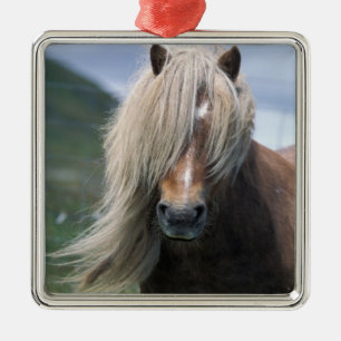Ornement En Métal Royaume-Uni, Écosse, îles Shetland, poney Shetland