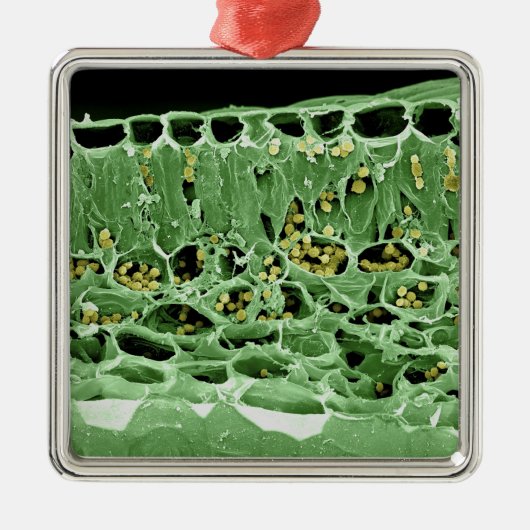 Ornement En Métal Section transversale de feuille (Devant)