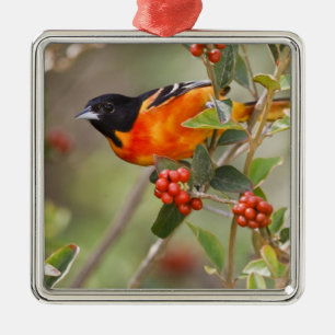 Ornement En Métal South Padre Island, Texas, États-Unis, Oriole de B