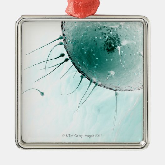 Ornement En Métal Sperme fertilisant un ovule (Devant)