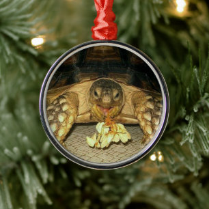 Ornement En Métal Sulcata Tortoise, Squash Seeds Hanging from Mouth