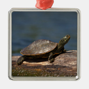 Ornement En Métal Tortue peinte sur une branche