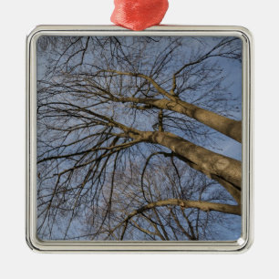 Ornement En Métal Tree trunk design/pattern. Pioineer Park, WA