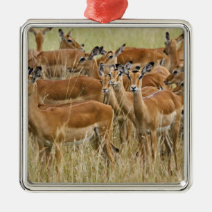Ornement En Métal Troupeau d'impalas femelles, Masai Mara, Kenya.