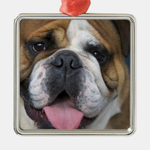 Ornement En Métal Un bouledogue anglais en Belgique.